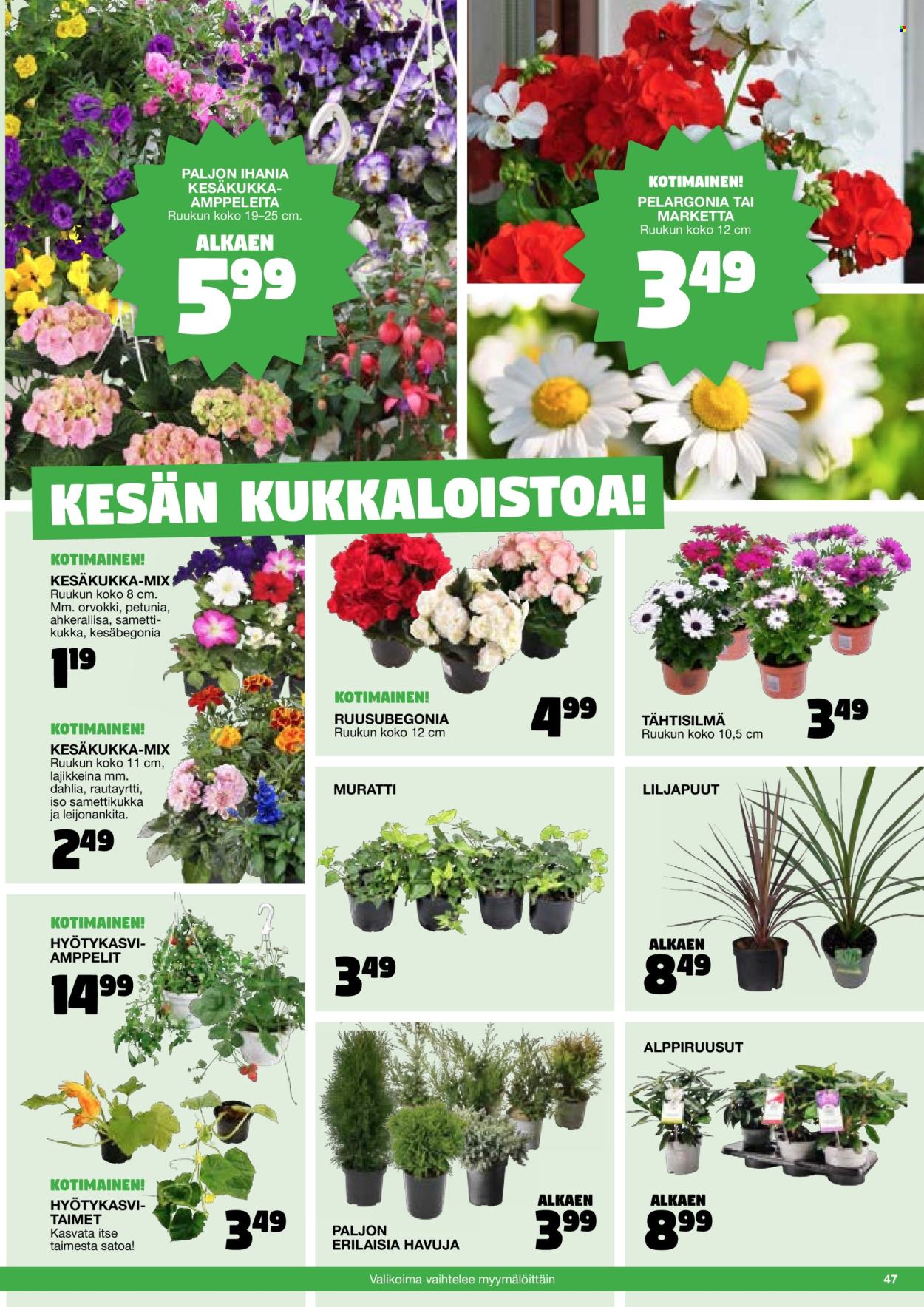 thumbnail - Tokmanni tarjoukset  - Tarjoustuotteet - pelargonia, begonia. Sivu 47.