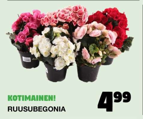 Ruusubegonia