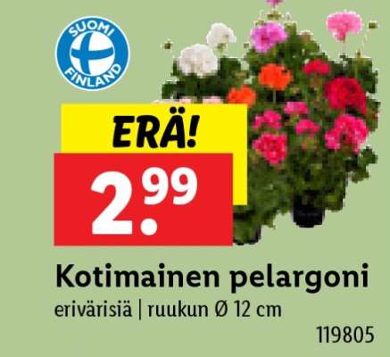 Kotimainen pelargoni