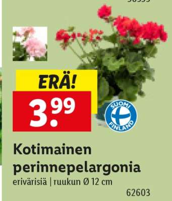 Kotimainen perinnepelargonia
