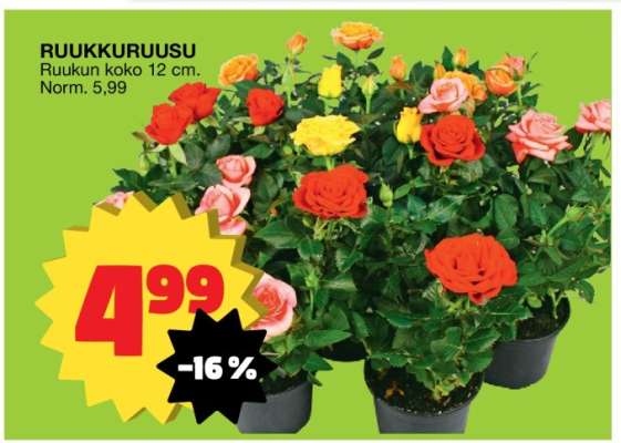 Ruukkuruusu