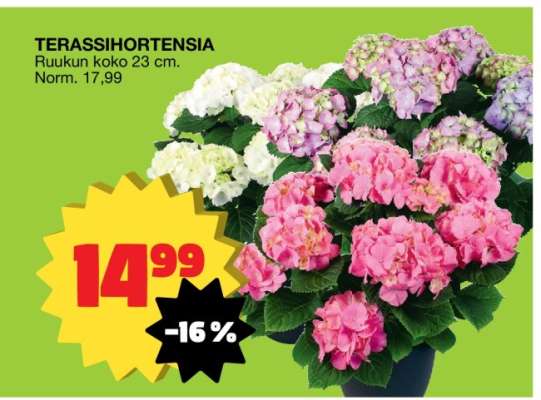 TERASSIHORTENSIA