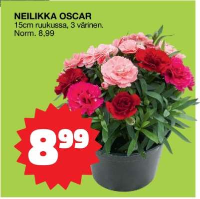 NEILIKKA OSCAR