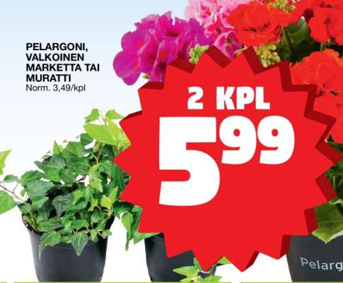 Pelargoni, Valkoinen Marketta tai Muratti
