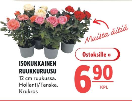 ISOKUKKAINEN RUUKKURUUSU