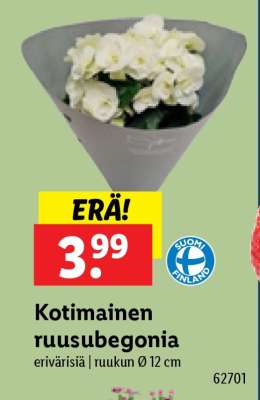Kotimainen ruusubegonia