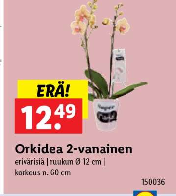 Orkidea 2-vanainen