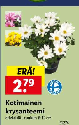 Kotimainen krysanteemi