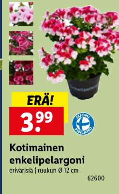 Kotimainen enkelipelargoni
