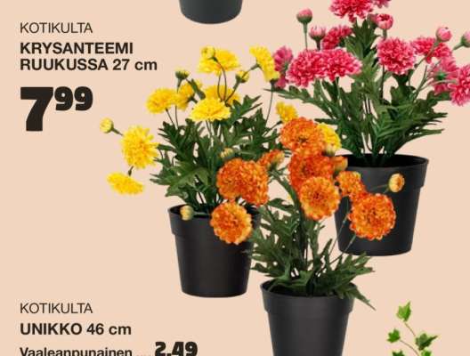 KOTIKULTA KRYSANTEEMI RUUKUSSA 27 cm