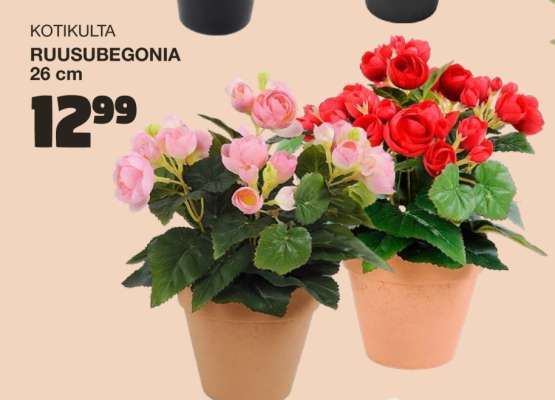 KOTIKULTA RUUSUBEGONIA