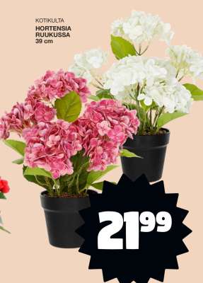 Kotikulta Hortensia Ruukussa