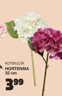 KOTIKULTA HORTENSIA