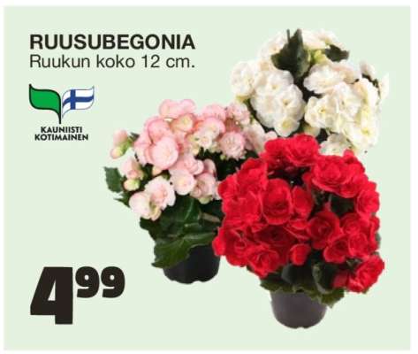 Ruusubegonia