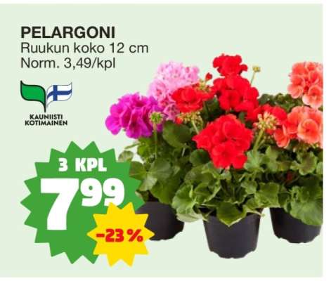 PELARGONI