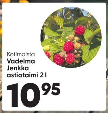 Kotimaista Vadelma Jenkka astiataimi 2 l