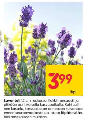 Laventeli