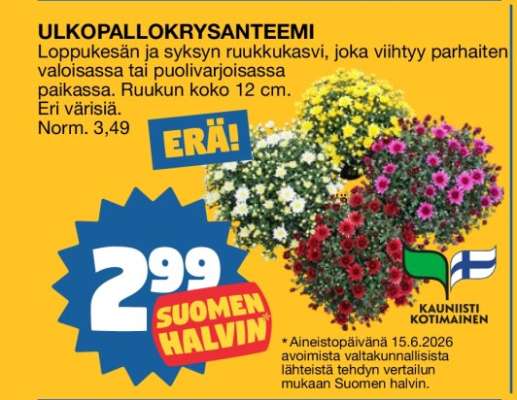 Ulkopallokrysanteemi