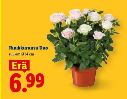 Ruukkuruusu Duo
