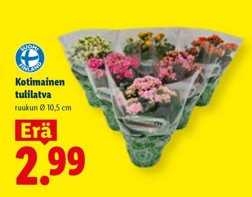 Kotimainen tulilatva