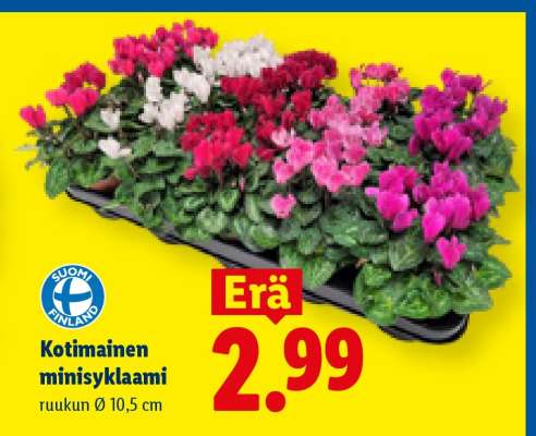 Kotimainen minisyklaami