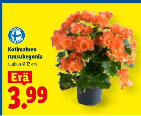 Kotimainen ruusubegonia