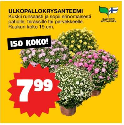 Ulkopallokrysanteemi