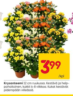 KRYSANTEEMI