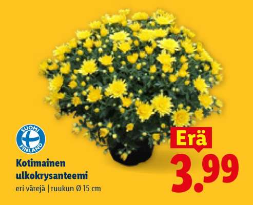 Kotimainen ulkokrysanteemi