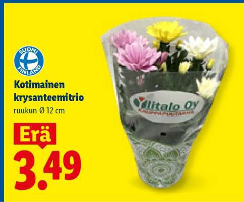 Kotimainen krysanteemitrio
