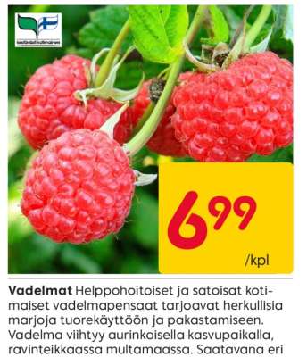 Vadelmat