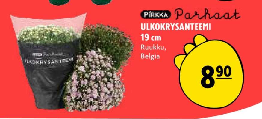 PIRKKA Parhaat ULKOKRYSANTEEMI