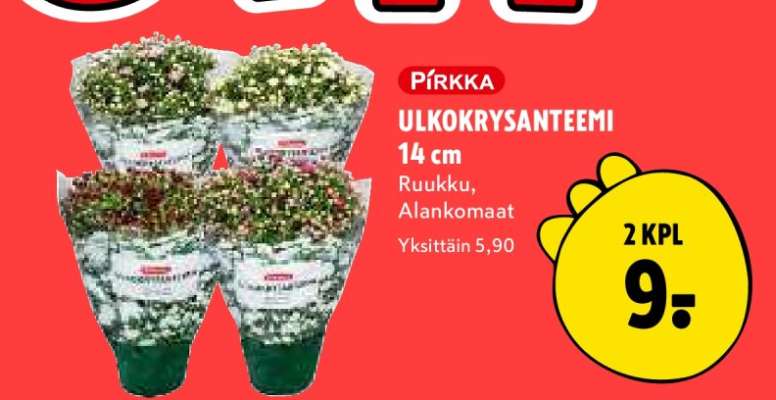 PIRKKA ULKOKRYSANTEEMI 14 cm