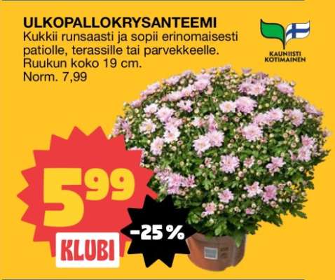 Ulkopallokrysanteemi