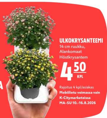 ULKOKRYSANTEEMI