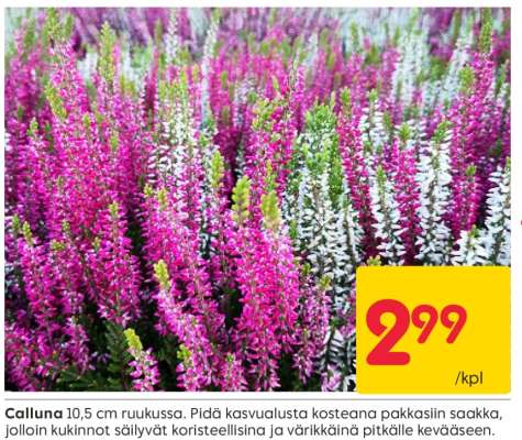 Calluna