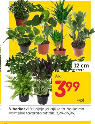 Viherkasvi