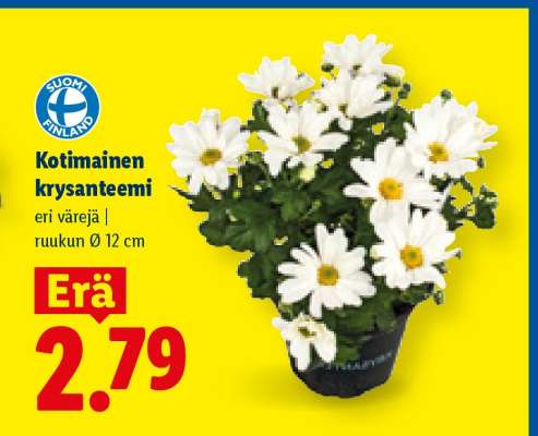 Kotimainen krysanteemi