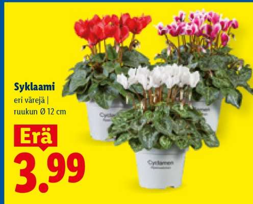 Syklaami