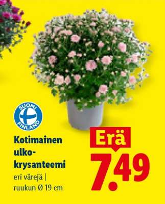 Kotimainen ulkokrysanteemi