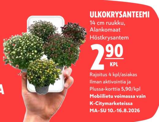 ULKOKRYSANTEEMI