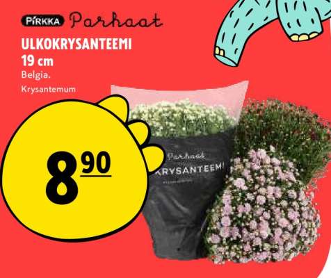 PIRKKA Parhaat ULKOKRYSANTEEMI