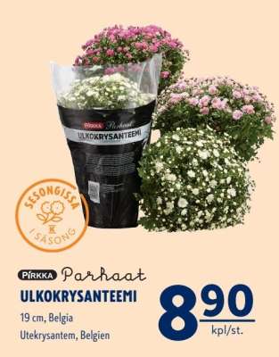 PIRKKA Parhaat ULKOKRYSANTEEMI