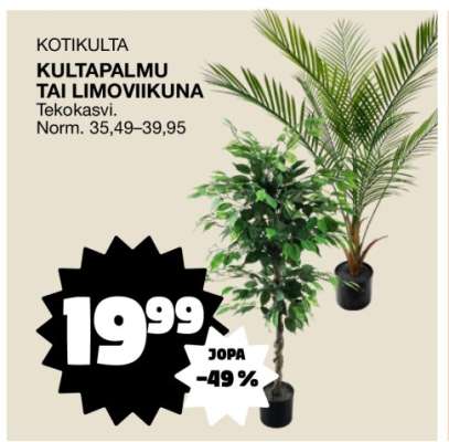 KOTIKULTA KULTAPALMU TAI LIMOVIIKUNA