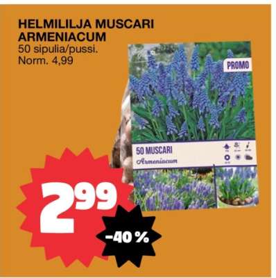 HELMILILJA MUSCARI ARMENIACUM