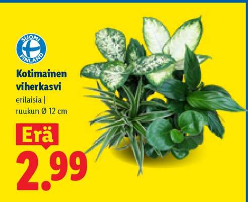 Kotimainen viherkasvi