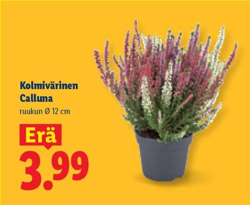 Kolmivärinen calluna