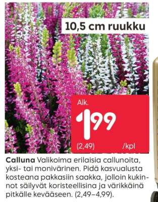 Calluna