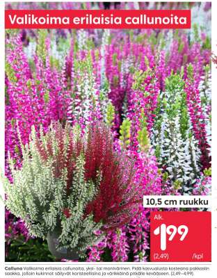 Valikoima erilaisia callunoita