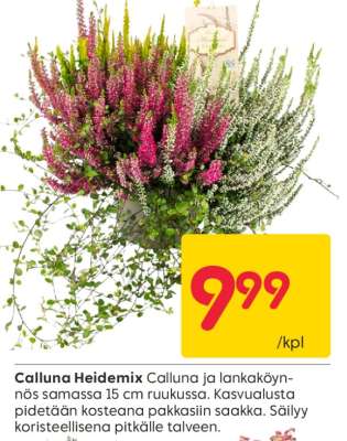 Calluna Heidemix